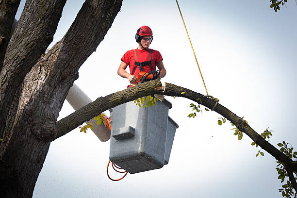 Best Tree Disease Treatment  in Bonham, TX