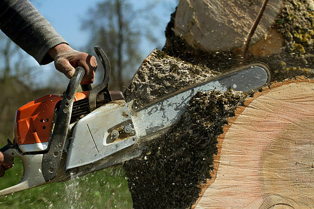 Best Tree Maintenance Programs  in Bonham, TX